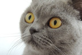 乐鱼体育下载-国际足球青训联盟推动标准国际化，塑造全球青训体系新格局，国际青少年足球