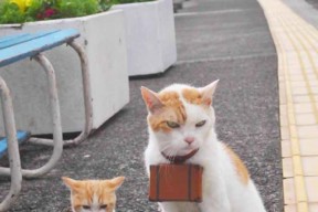 乐鱼体育官网入口-乌干达男篮在非洲预赛中拼搏奋战，迎来崭新的冠军梦想，乌干达国家男子足球队