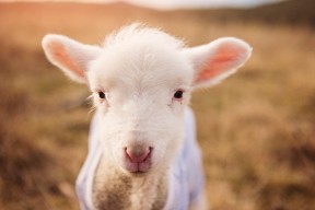 乐鱼体育app下载地址-中国足球俱乐部推动球员公益形象打造机制，公益足球培训