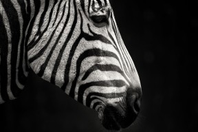 乐鱼官网介绍-北京辽宁总决赛赛程公布广泛讨论备战方案，辽宁北京比赛