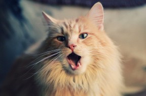 乐鱼体育下载-青少年竞技项目多样化发展路径分析，青少年竞技项目多样化发展路径分析报告