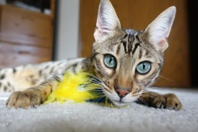 乐鱼体育在线-英超球队基于位置数据优化高强度逼抢策略，英超球队的位置