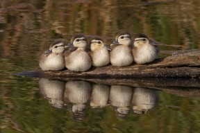 乐鱼体育在线官网-巴黎圣日耳曼连胜不断，法甲领跑优势明显