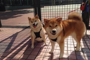 乐鱼体育app官网入口-内线球员在节奏变化中是否能维持有效协防，内线球员怎么运用自己身体