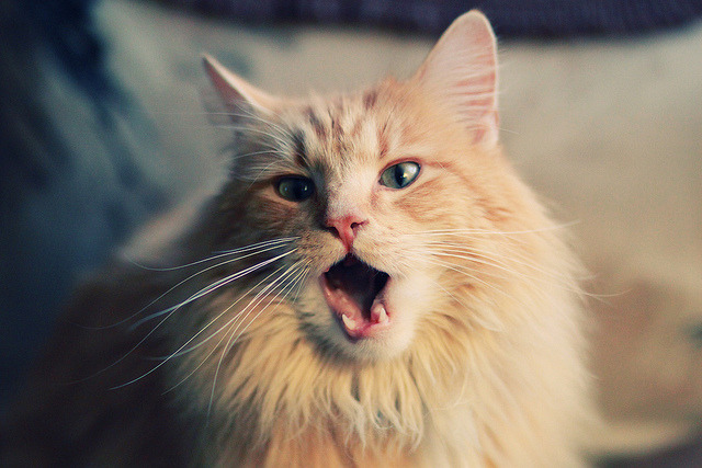 青少年竞技项目多样化发展路径分析，青少年竞技项目多样化发展路径分析报告