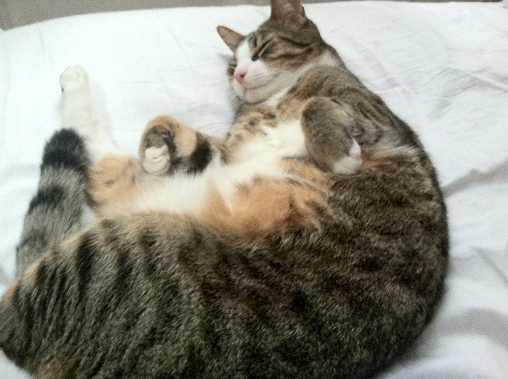 青少年竞技项目多样化发展路径分析，青少年竞技项目多样化发展路径分析报告