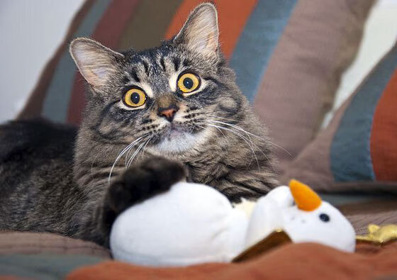 “武汉马拉松：选手们在赛道上创造历史”