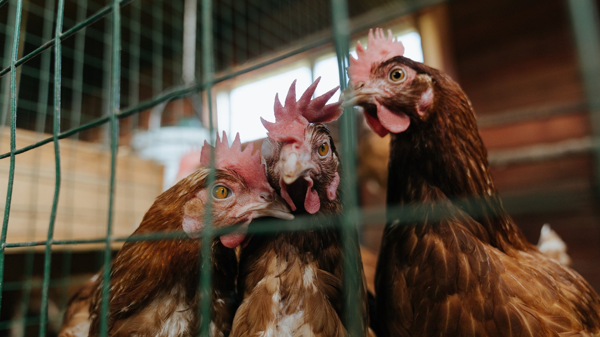 五大联赛积分榜变化频率是否与战术转型同步，五大联赛积分最高纪录