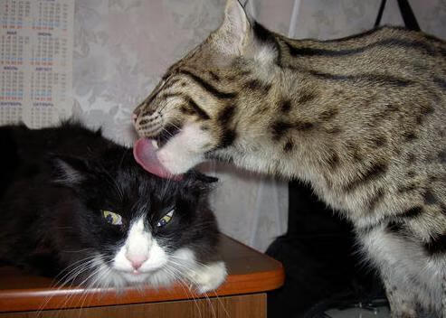 俱乐部战略规划缺乏执行力，俱乐部未来规划