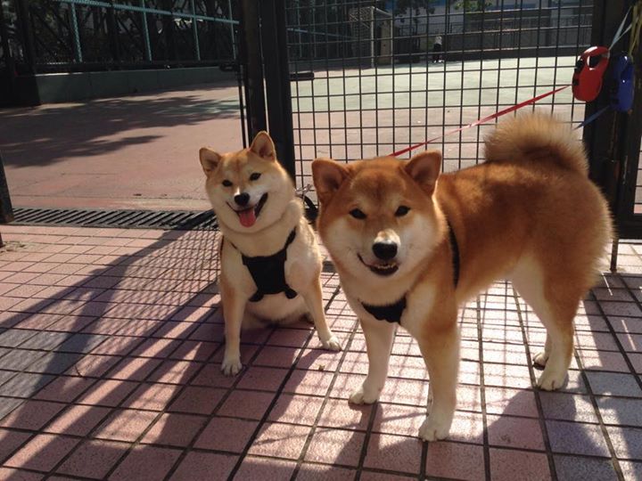 内线球员在节奏变化中是否能维持有效协防，内线球员怎么运用自己身体