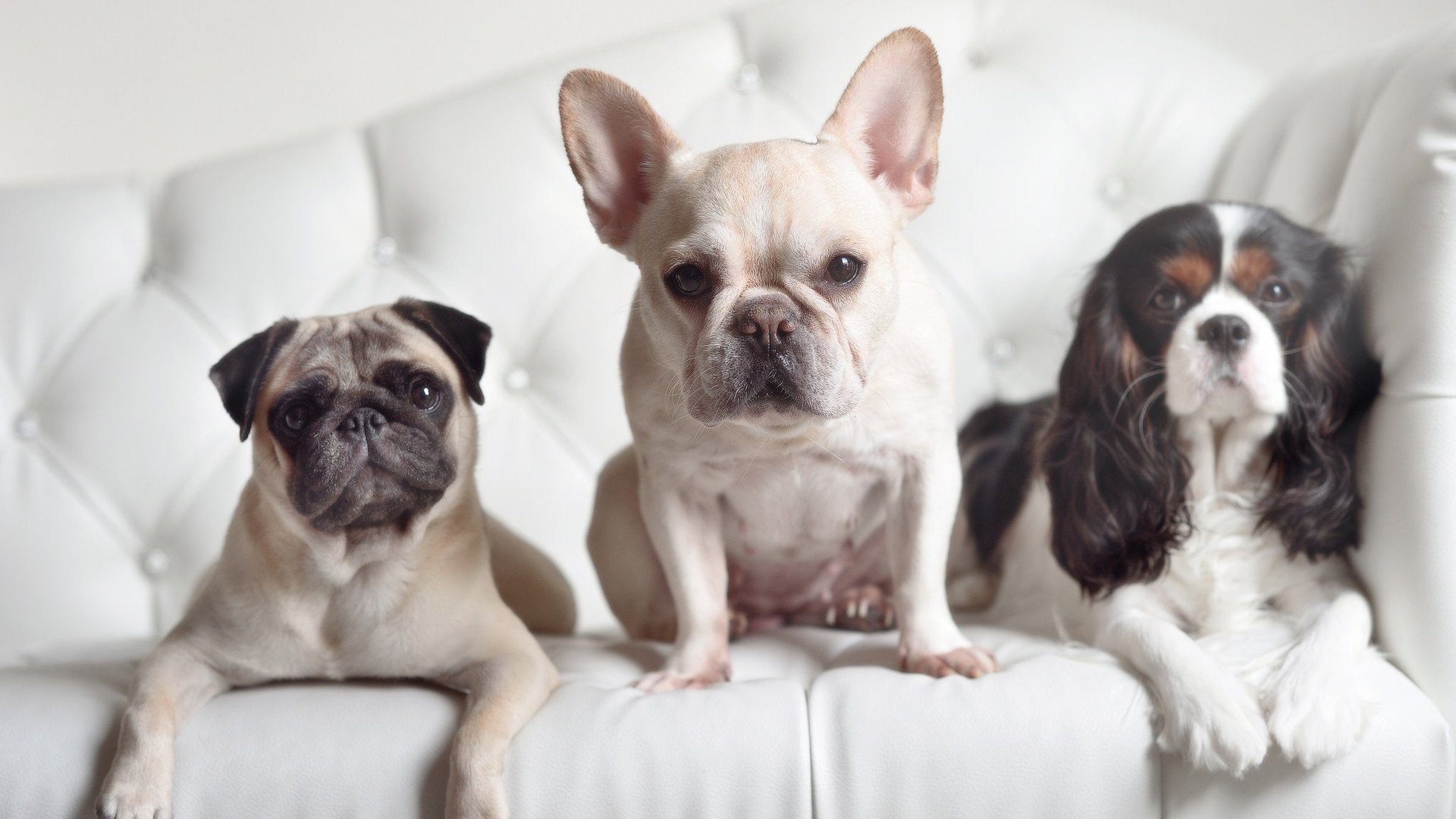 博卡计划引入欧洲经验型中场球员，博卡的主场是哪个球场