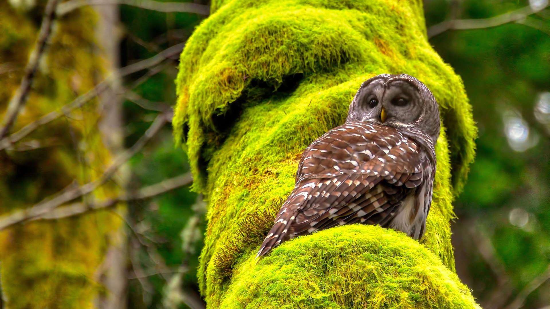 罗马连续抢开局建立场面优势，罗马最快几分钟出兵