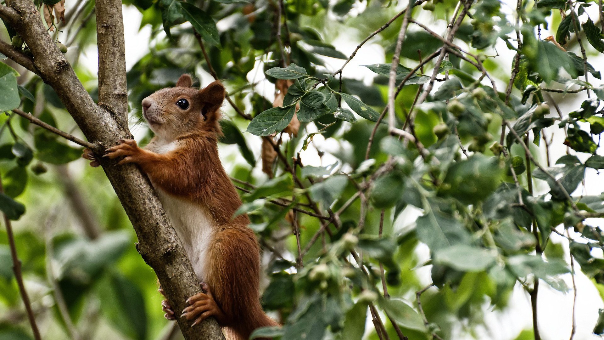 “马科斯·梅特罗的战术灵活性，成为阿根廷美洲狮队的战术支柱”