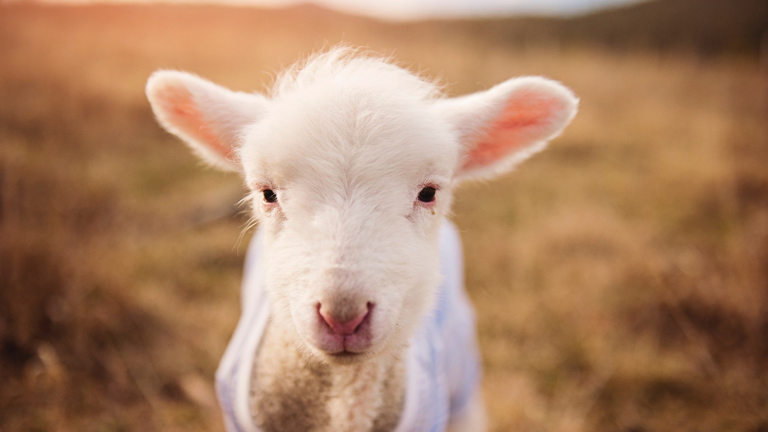 中国足球俱乐部推动球员公益形象打造机制,公益足球培训