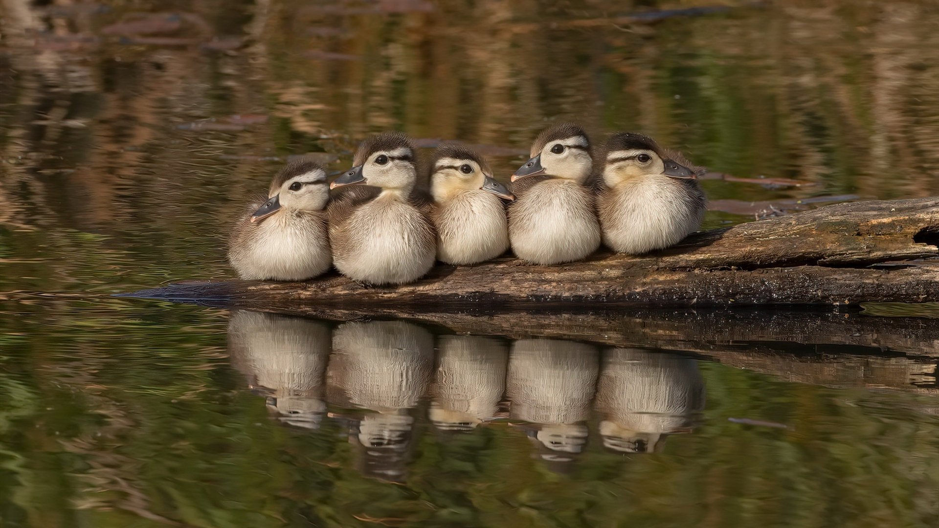 巴黎圣日耳曼连胜不断，法甲领跑优势明显
