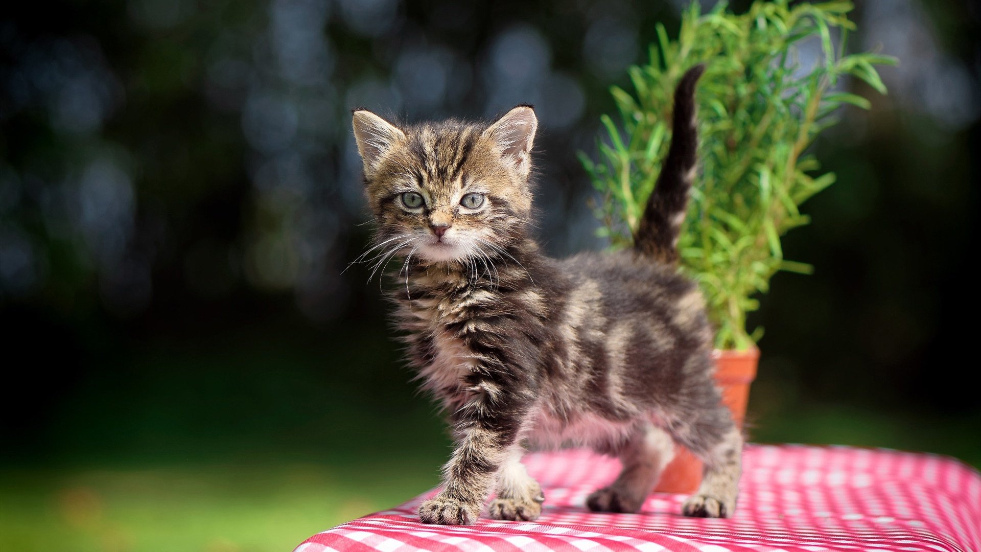 弗朗索瓦·斯图尔特:凭借精准的脚法,推动南非队攻防有序,弗朗索瓦恩格勒特