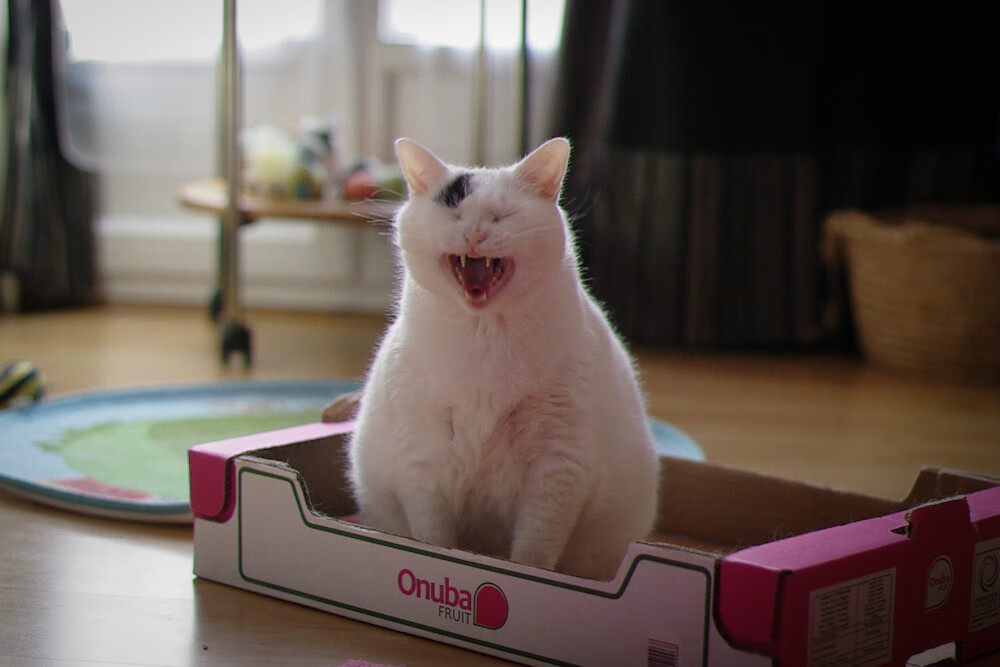 波波维奇用坚韧精神征服赛场挑战，波波维奇有多强